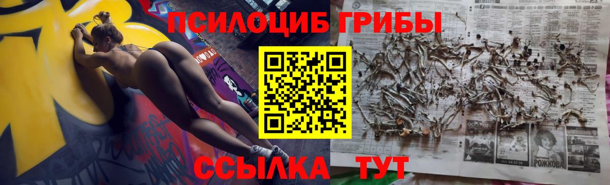 Галлюциногенные грибы Psilocybine cubensis Борзя